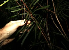 Melaleuca pachyphylla