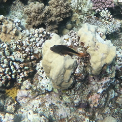 Paracirrhites forsteri