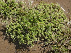 Isolepis hystrix