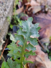 Erysiphe cruciferarum