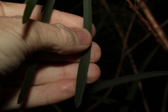 Melaleuca pachyphylla