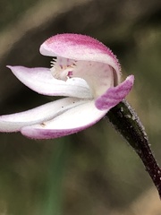Caladenia alpina