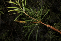 Melaleuca pachyphylla
