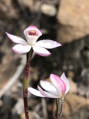 Caladenia alpina