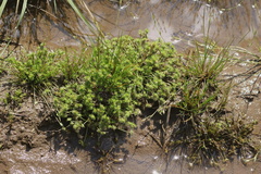 Isolepis hystrix