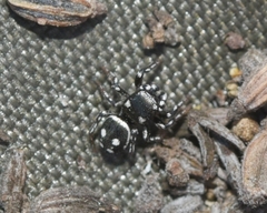 Heliophanus apiatus