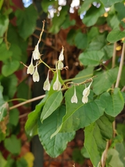Fallopia baldschuanica
