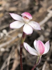 Caladenia alpina