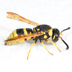 Euodynerus hidalgo viereckii