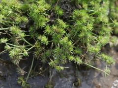 Isolepis hystrix