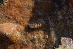 Leptochiton