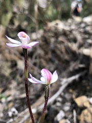 Caladenia alpina