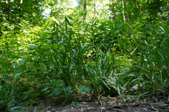Lolium giganteum