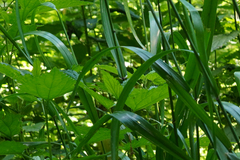 Lolium giganteum