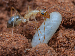 Camponotus belligerus