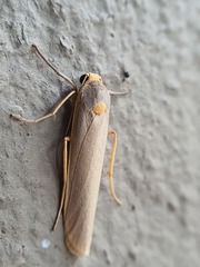 Sozusa scutellata
