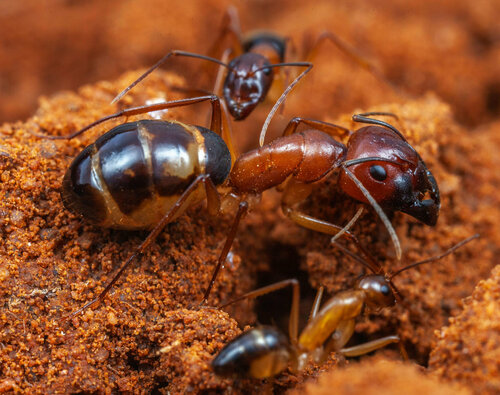 Camponotus belligerusCamponotus belligerus