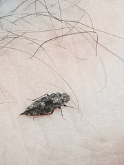 Nimbopsocus
