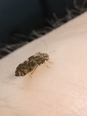 Nimbopsocus