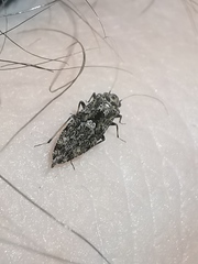 Nimbopsocus