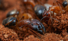Camponotus belligerus