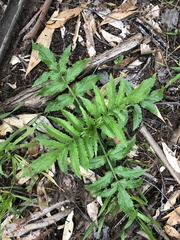 Sambucus gaudichaudiana
