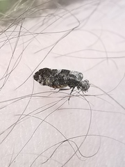 Nimbopsocus