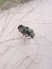 Nimbopsocus
