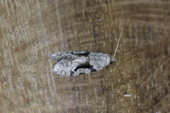 Chlamydastis anniapicadoae