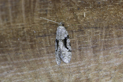 Chlamydastis anniapicadoae