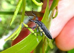 Rhinotia