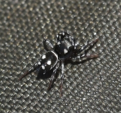 Heliophanus apiatus