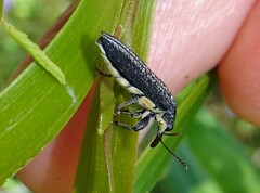 Rhinotia