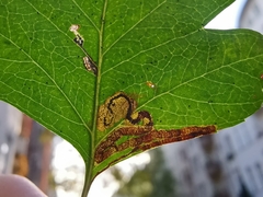 Stigmella crataegella
