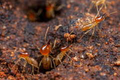 Trinervitermes trinervoides