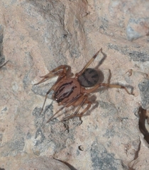 Scytodes velutina