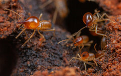 Trinervitermes trinervoides