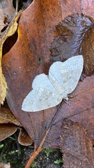 Operophtera fagata