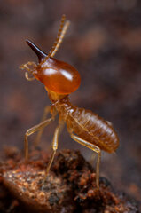 Trinervitermes trinervoides