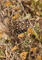 Numida meleagris coronatus