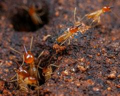 Trinervitermes trinervoides