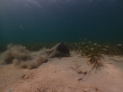 Myliobatis tenuicaudatus