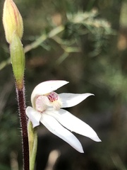 Caladenia alpina