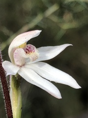 Caladenia alpina