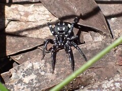 Nyssus albopunctatus