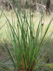 Juncus holoschoenus