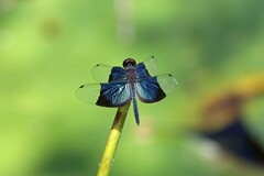 Rhyothemis resplendens