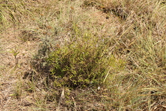 Jamesbrittenia microphylla