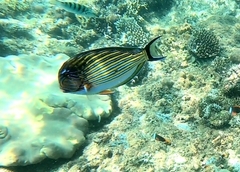 Acanthurus lineatus