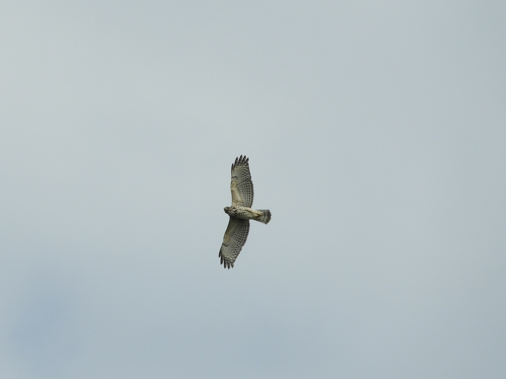 Redshouldered Hawk from North Beach, Jacksonville, FL, USA on August 21, 2020 at 1008 AM by